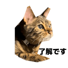 Harry_20251003194418