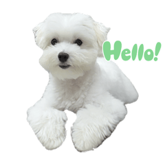 可愛毛寶貝Dobby1