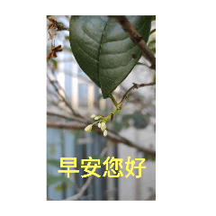 阿公阿嬤貼圖大全