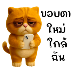 เจ้าส้มแมวจอมกวน❤️