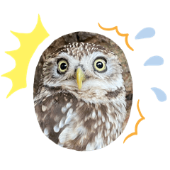 由布院貓頭鷹之森