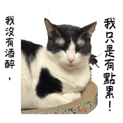 哇係～賓士貓貓❤︎