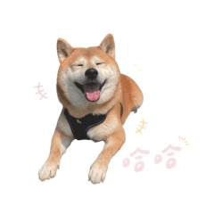 柴犬BoBo ꒰ 美好的一天♪ ꒱