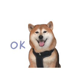 柴犬BoBo ꒰ 心情起伏篇 ꒱