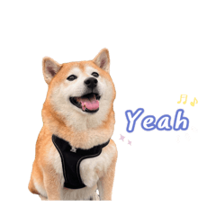 柴犬BoBo ꒰ 慵懶的日常 ꒱