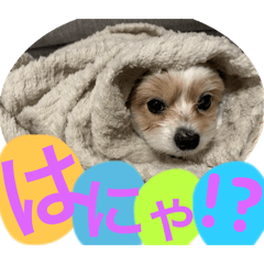 pechako_20251004104627