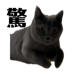 貓貓貓貓喵喵喵咪