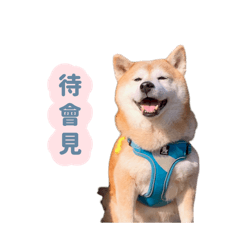 柴犬BoBo ꒰ 家人朋友的實用對話ღ ꒱