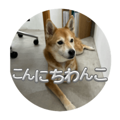 Tsubaki_20251003171302