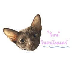 Jaonest_20251004013635