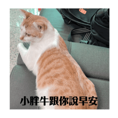 小胖牛牛