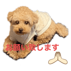 ringo_20251004170441