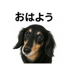 blackdachs