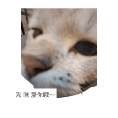 ^貓