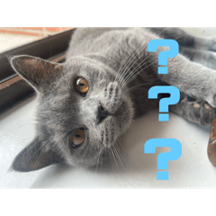 三葉你的頭好圓