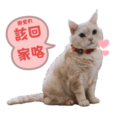 Momo日常 最終回