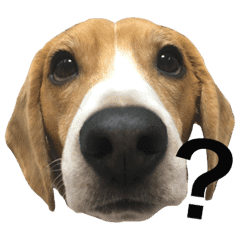 ビーグル犬 太郎丸 その1 Line スタンプ Line Store ビーグル犬 太郎丸 その1 Line スタンプ Line Store