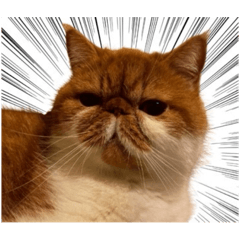 咪咪！哩供蝦？