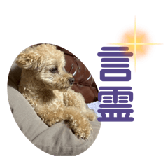 ringo_20251004170311