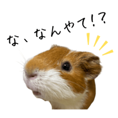 lynco_20251005145808