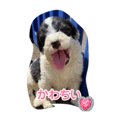 anko@sheepadoodle