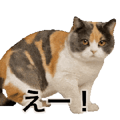 激しく踊る！猫（犬もいる）