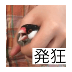 Buncho hoihoi