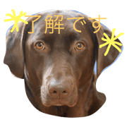 chocolab omochi