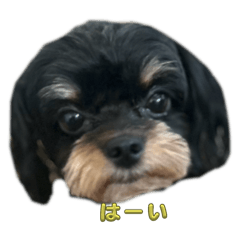 Annie_20251005210029