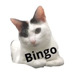 貓貓眼睛美美可愛的