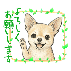 チワワ　でか文字