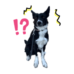 Tsururu the border collie