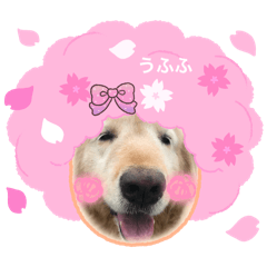 ゴールデンレトリバーのひと言