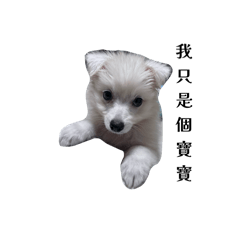 小狗哈娜的日常