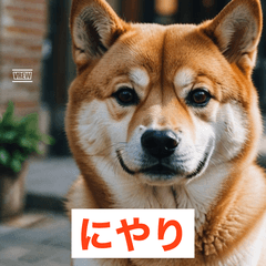 OMG! Crazy Funny Dogs(Cats)