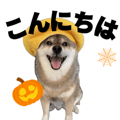 柴犬あずはなの10月スタンプ