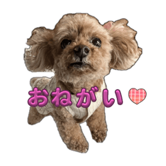 akipon_20251005192229