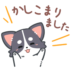 Gentle Chihuahua, Anytime!