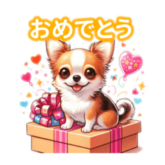 Simply cute Chihuahua