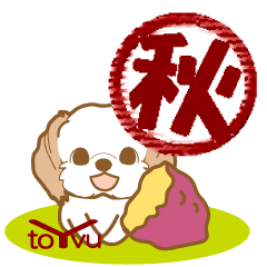 WANKOBIYORI(Shih Tzu)2