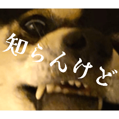 kuroshiba_izumo_20251004175422