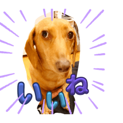 Cute dog sisters in Japan