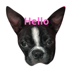 Boston Terrier LIL