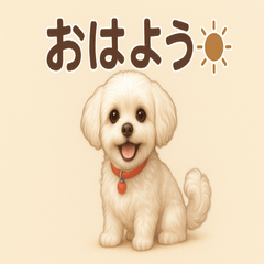 しろふわマルチーズのミルクちゃん２