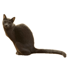 ねこたちともだち