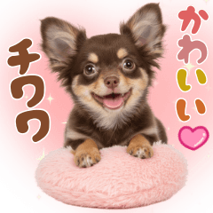 いつでも使える♡チョコタンのチワワ