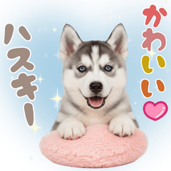 Always with YouPlayful Husky