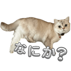 Cocoyu_20251005195910