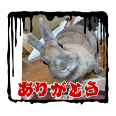 kiki_20251006054233