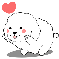 激しく尻尾をふるぽっちゃりプードル